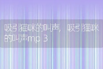 吸引猫咪的叫声，吸引猫咪的叫声mp3