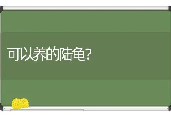 可以养的陆龟？