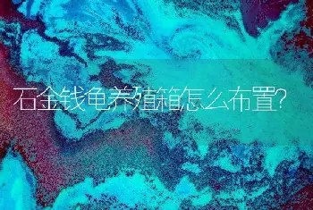 石金钱龟养殖箱怎么布置？