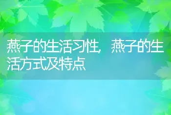 燕子的生活习性，燕子的生活方式及特点