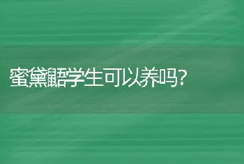 蜜黛鼯学生可以养吗？