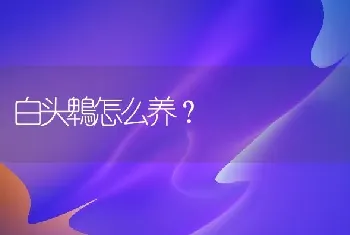 白头鵯怎么养？