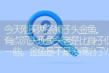 今天刚买两条狮子头金鱼，有点沉头现象头老是比身子低一些。金鱼是不是没得治了？看金鱼肚子很大是不是撑的？