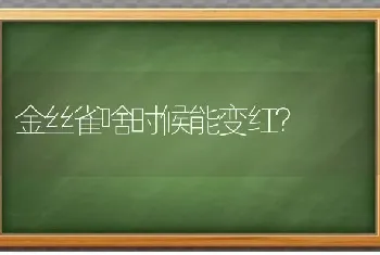 金丝雀啥时候能变红？