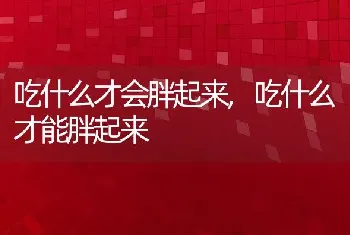 吃什么才会胖起来，吃什么才能胖起来