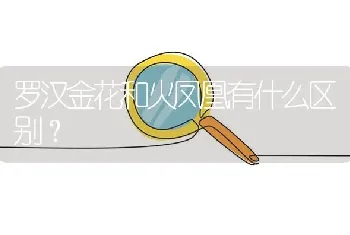 罗汉金花和火凤凰有什么区别？