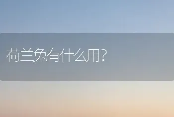 荷兰兔有什么用？