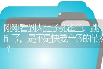 刚刚看到大肚子孔雀鱼，跳缸了，是不是快要产仔的节奏？