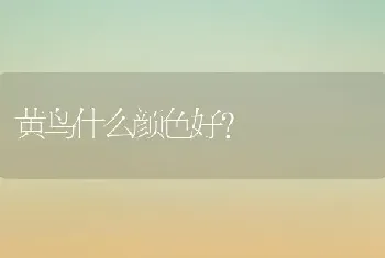 什么猫最乖又不会抓人？