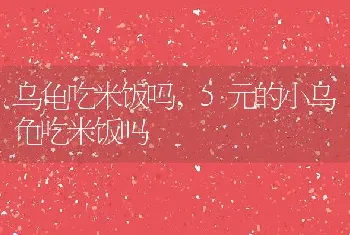 乌龟吃米饭吗，5元的小乌龟吃米饭吗