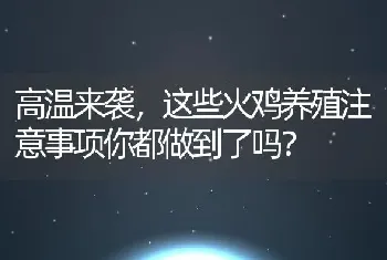 高温来袭，这些火鸡养殖注意事项你都做到了吗？