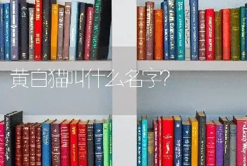 黄白猫叫什么名字？