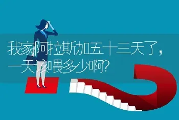 我家阿拉斯加五十三天了，一天该喂多少啊？