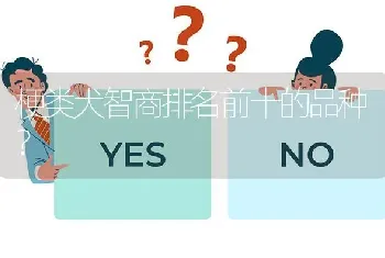 梗类犬智商排名前十的品种？