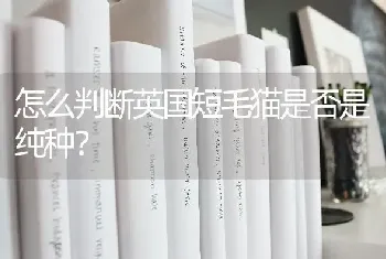 怎么判断英国短毛猫是否是纯种？