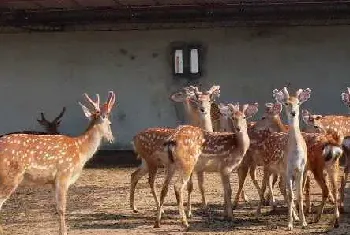 打造梅花鹿养殖观光基地