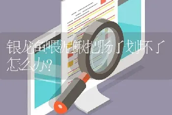 银龙鱼喂泥鳅把肠子划坏了怎么办？