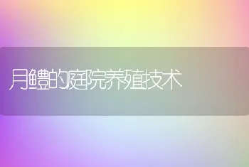 月鳢的庭院养殖技术