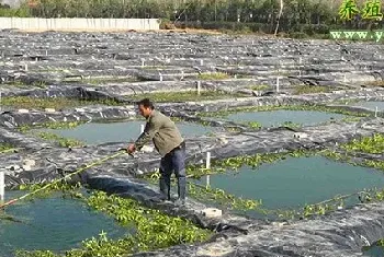 无土泥鳅养殖技术：泥鳅苗种快速培育技术