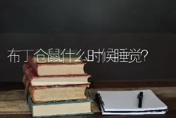 布丁仓鼠什么时候睡觉？