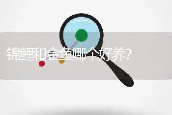 锦鲤和金鱼哪个好养？