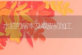 水貂的屠宰及取皮初加工