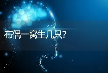 布偶一窝生几只？