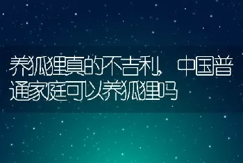 养狐狸真的不吉利，中国普通家庭可以养狐狸吗