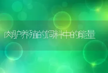 肉驴养殖的饲料中的能量