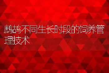 鹧鸪不同生长时段的饲养管理技术