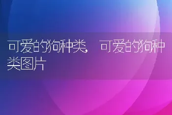 可爱的狗种类，可爱的狗种类图片