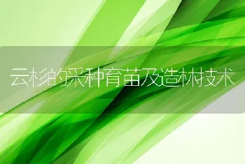 云杉的采种育苗及造林技术