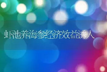 虾池养海参经济效益诱人