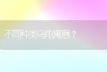 不同种类乌龟寓意？