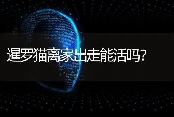 暹罗猫离家出走能活吗？