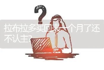 拉布拉多买回来一个月了还不认主？