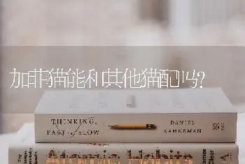 边牧立耳有多可怕？