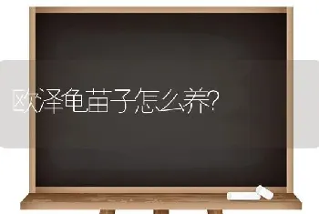 两个月阿拉斯加熊版有多重？