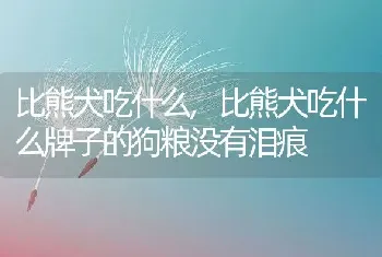 比熊犬吃什么，比熊犬吃什么牌子的狗粮没有泪痕