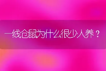 一线仓鼠为什么很少人养？