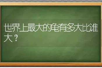 比熊犬什么时候训练大小便？