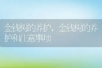 金钱树的养护，金钱树的养护和注意事项