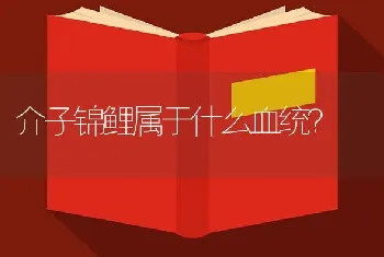 介子锦鲤属于什么血统？