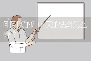 刚刚买的70天的法斗怎么养？