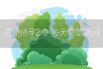 母兔怀孕20多天叼草原因