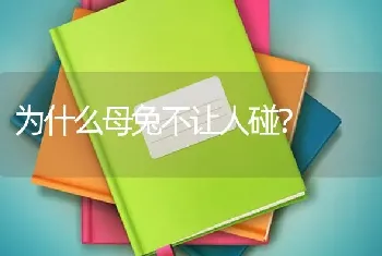 为什么母兔不让人碰？