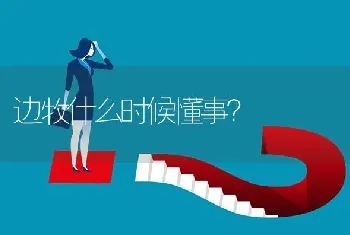 边牧什么时候懂事？