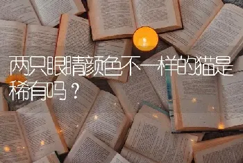 两只眼睛颜色不一样的猫是稀有吗？