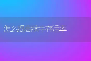 怎么提高犊牛存活率