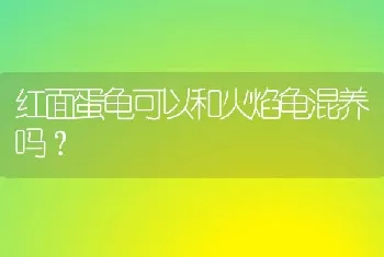 红面蛋龟可以和火焰龟混养吗？